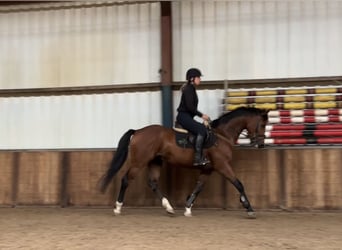 Zangersheider, Gelding, 7 years, 16 hh, Brown
