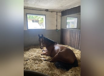 Zangersheider, Gelding, 7 years, 16 hh, Brown