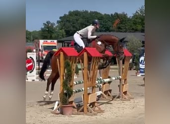 Zangersheider, Gelding, 7 years, 16 hh, Brown