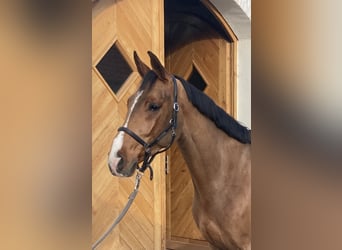 Zangersheider, Gelding, 7 years, 16 hh, Brown
