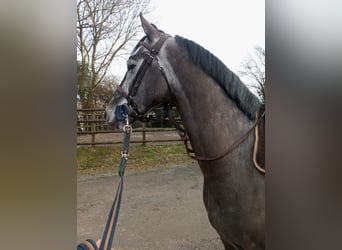 Zangersheider, Gelding, 7 years, 16 hh, Gray