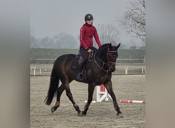 Zangersheider, Gelding, 7 years, 16,1 hh, Bay-Dark