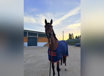 Zangersheider, Gelding, 7 years, 16,1 hh, Bay