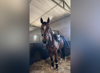 Zangersheider, Gelding, 7 years, 16,1 hh, Brown