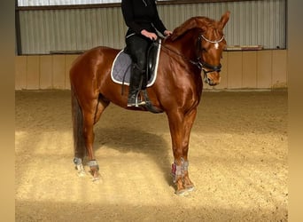 Zangersheider, Gelding, 7 years, 16,1 hh, Chestnut-Red