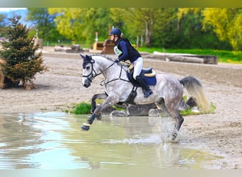 Zangersheider, Gelding, 7 years, 16,1 hh, Grey