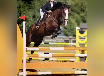 Zangersheider, Gelding, 7 years, 16,2 hh, Bay-Dark