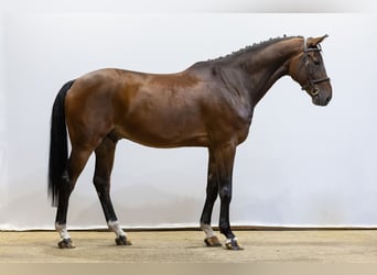 Zangersheider, Gelding, 7 years, 16,2 hh, Bay-Dark