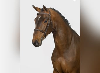 Zangersheider, Gelding, 7 years, 16,2 hh, Bay-Dark