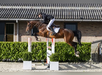 Zangersheider, Gelding, 7 years, 16,2 hh, Bay-Dark