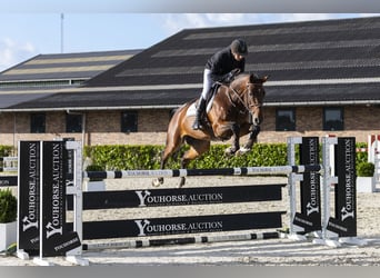 Zangersheider, Gelding, 7 years, 16,2 hh, Bay-Dark