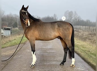 Zangersheider, Gelding, 7 years, 16,2 hh, Bay