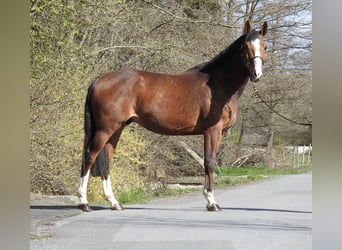Zangersheider, Gelding, 7 years, 16,2 hh, Brown