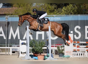 Zangersheider, Gelding, 7 years, 16,2 hh, Brown