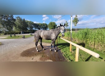 Zangersheider Mix, Gelding, 7 years, 16,2 hh, Grey-Dapple