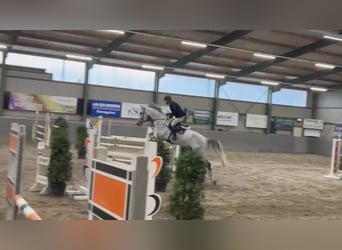 Zangersheider, Gelding, 7 years, 16,2 hh, Grey-Dapple