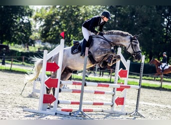 Zangersheider, Gelding, 7 years, 16,2 hh, Grey