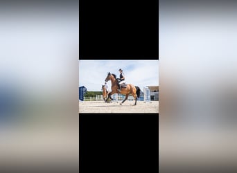 Zangersheider, Gelding, 7 years, 16,3 hh, Brown-Light