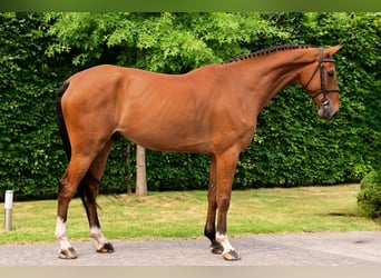 Zangersheider, Gelding, 7 years, 16,3 hh, Brown