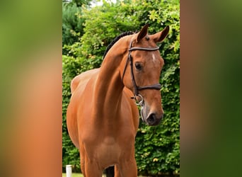 Zangersheider, Gelding, 7 years, 16,3 hh, Brown