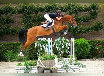 Zangersheider, Gelding, 7 years, 16,3 hh, Brown