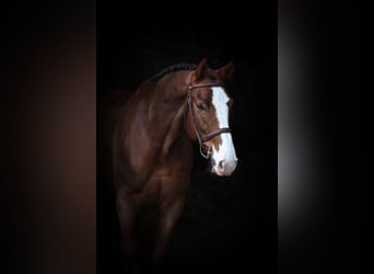 Zangersheider, Gelding, 7 years, 16,3 hh, Chestnut-Red