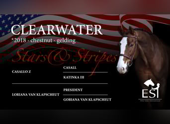 Zangersheider, Gelding, 7 years, 16,3 hh, Chestnut-Red