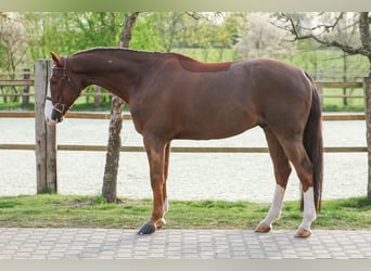 Zangersheider, Gelding, 7 years, 16,3 hh, Chestnut-Red