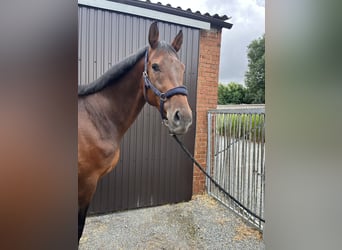 Zangersheider, Gelding, 7 years, 17.1 hh, Bay-Dark