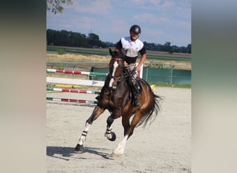 Zangersheider, Gelding, 7 years, 17.2 hh, Bay-Dark