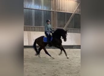 Zangersheider, Gelding, 7 years, 17 hh, Brown