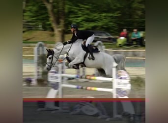 Zangersheider, Gelding, 7 years, 17 hh, Gray