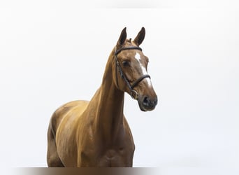 Zangersheider, Gelding, 7 years, 17 hh