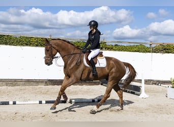 Zangersheider, Gelding, 7 years, 17 hh