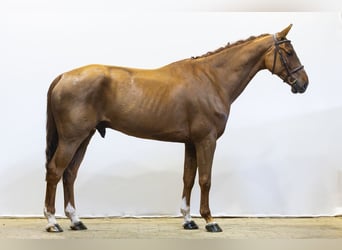 Zangersheider, Gelding, 7 years, 17 hh