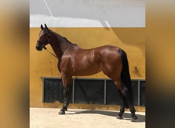 Zangersheider, Gelding, 7 years, 17,1 hh, Bay