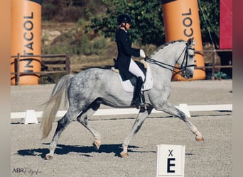 Zangersheider, Gelding, 7 years, 17,1 hh, Grey