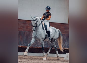 Zangersheider, Gelding, 7 years, 17,1 hh, Grey