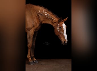 Zangersheider, Gelding, 7 years, 18 hh, Chestnut-Red