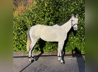 Zangersheider, Gelding, 7 years