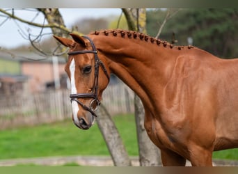 Zangersheider, Gelding, 8 years, 16.1 hh, Chestnut-Red