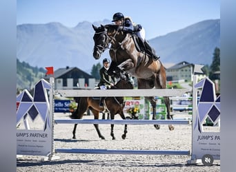 Zangersheider, Gelding, 8 years, 16.2 hh, Black