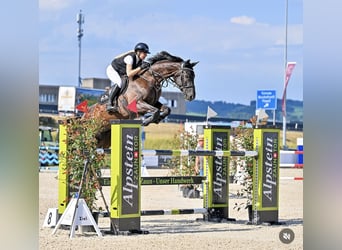 Zangersheider, Gelding, 8 years, 16.2 hh, Black
