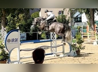 Zangersheider, Gelding, 8 years, 16.2 hh, Grey