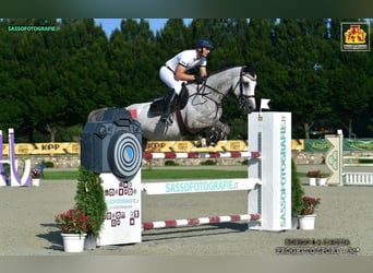 Zangersheider, Gelding, 8 years, 16.3 hh, Gray