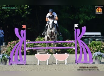 Zangersheider, Gelding, 8 years, 16.3 hh, Gray