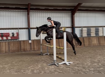 Zangersheider, Gelding, 8 years, 16 hh, Black