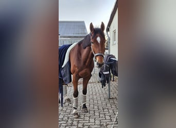 Zangersheider, Gelding, 8 years, 16,1 hh, Brown