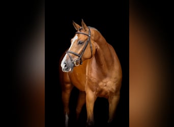 Zangersheider, Gelding, 8 years, 16,1 hh, Brown