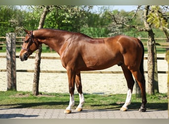 Zangersheider, Gelding, 8 years, 16,1 hh, Brown